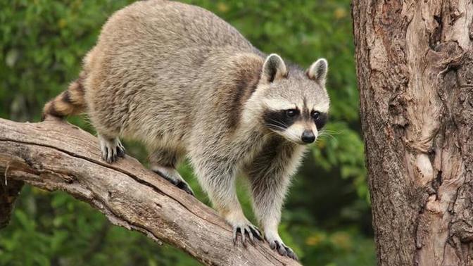 What critters visit your home most often?