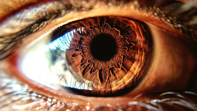 What’s the most attractive eye color?