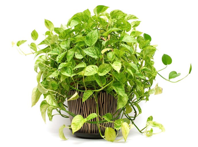 Why do a lot of people like having green plants around in their home?