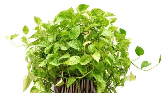 Why do a lot of people like having green plants around in their home?