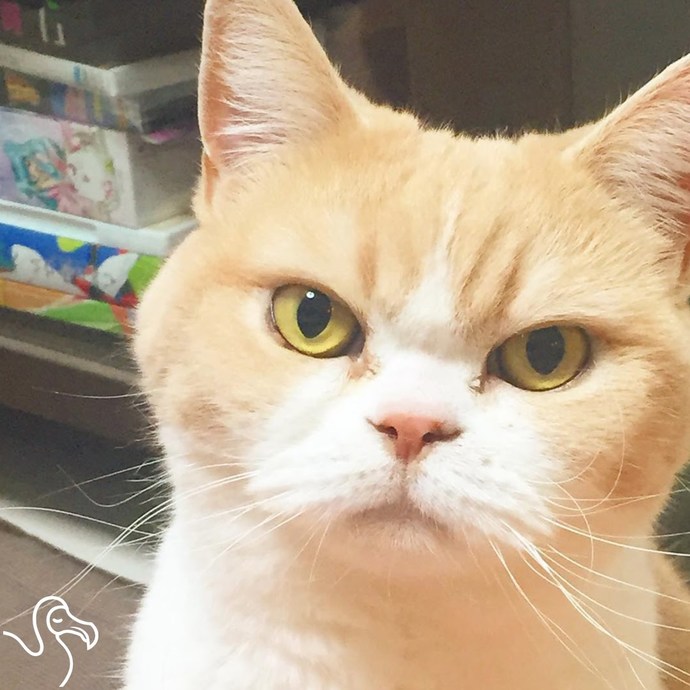 Can you beat cats at a staring contest?