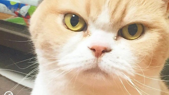 Can you beat cats at a staring contest?