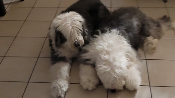 Why do we refer Men as Dog?