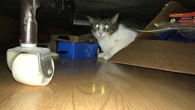 Why won't my kitty come out from underneath the bed?