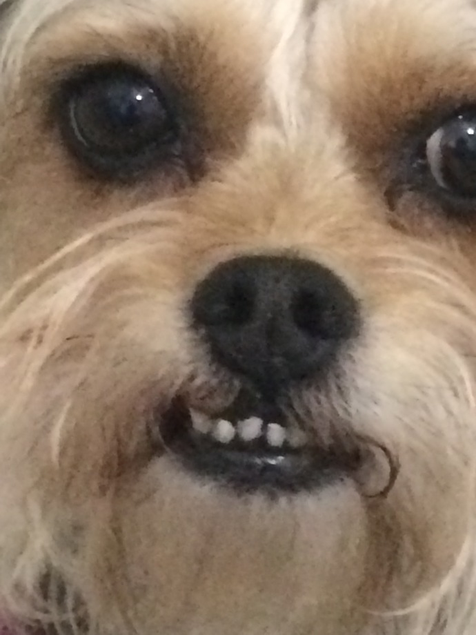 Send a pic of your pet?