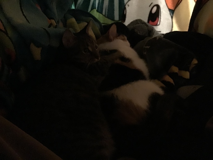 Send a pic of your pet?