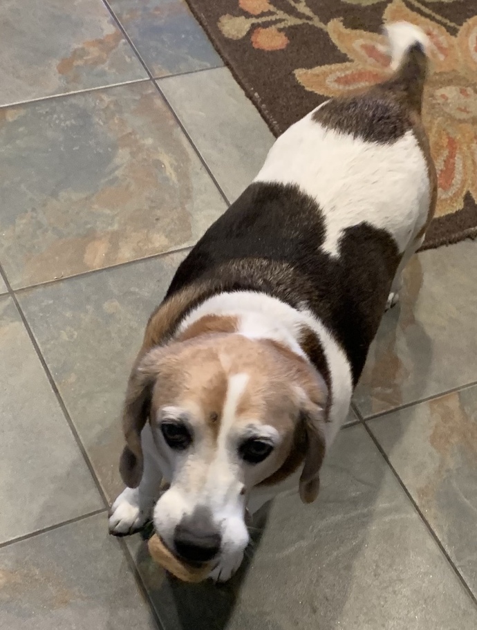 Send a pic of your pet?