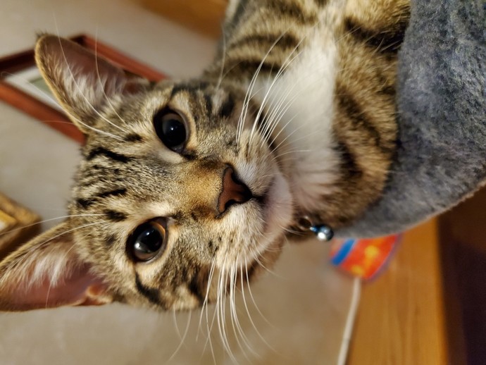 Send a pic of your pet?
