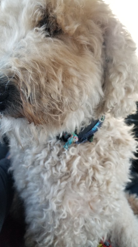 Send a pic of your pet?