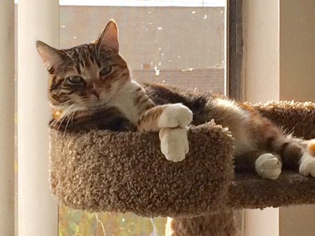 Send a pic of your pet?