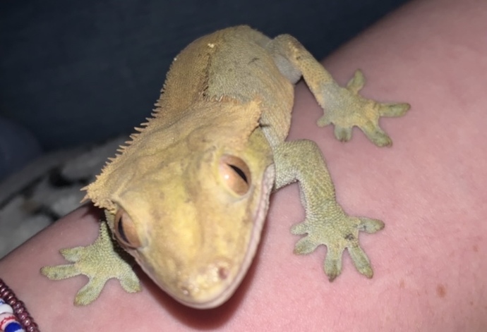 Send a pic of your pet?