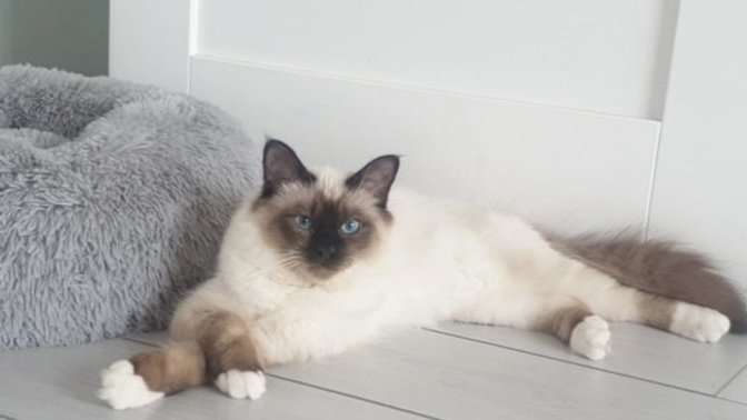 Send a pic of your pet?