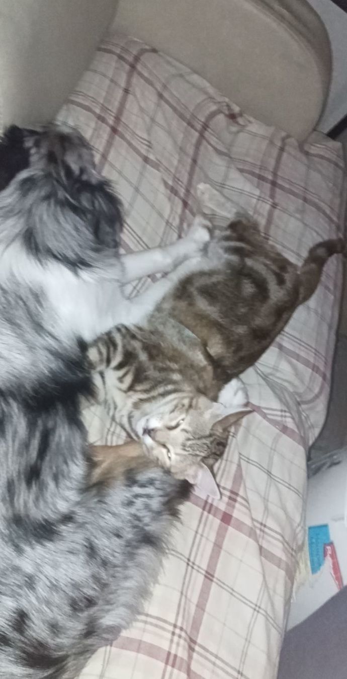 What is the name of your furry friend?