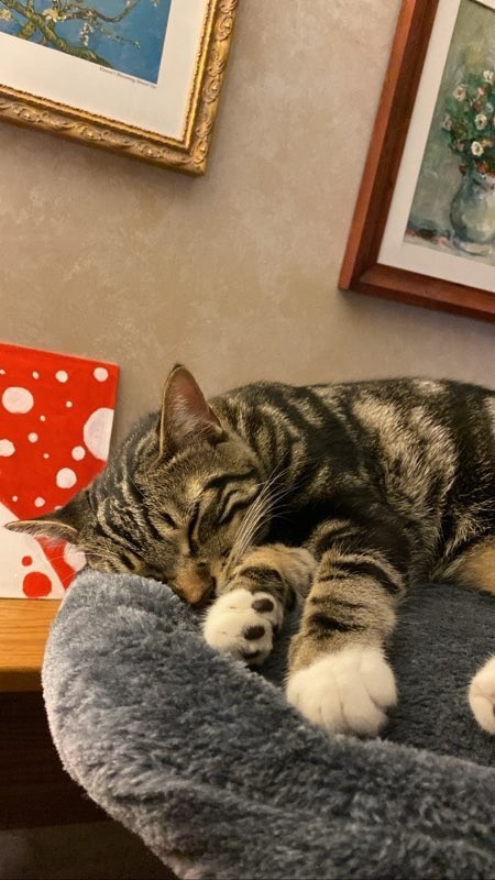 What is the name of your furry friend?