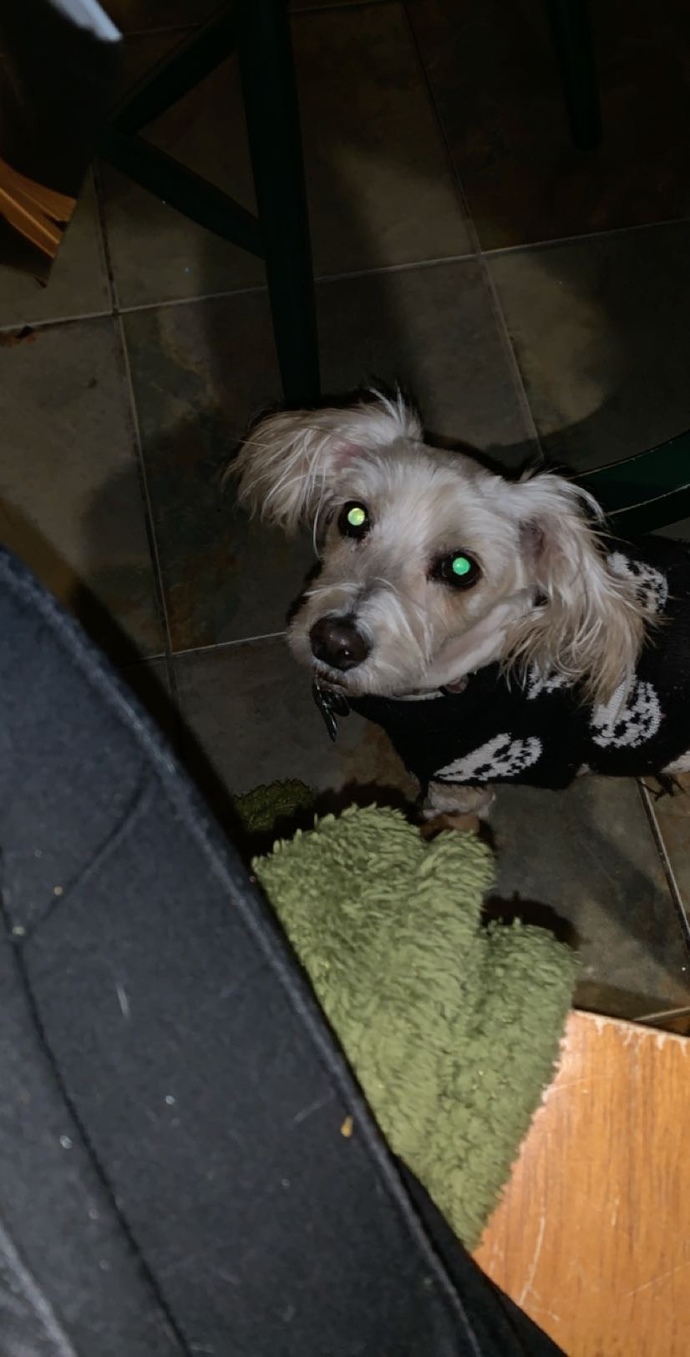 What is the name of your furry friend?
