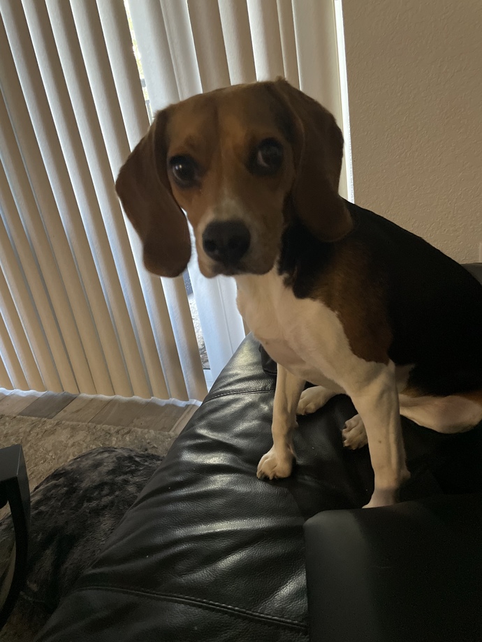 What is the name of your furry friend?