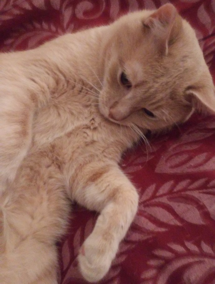 Loki