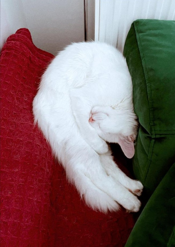 What is the name of your furry friend?