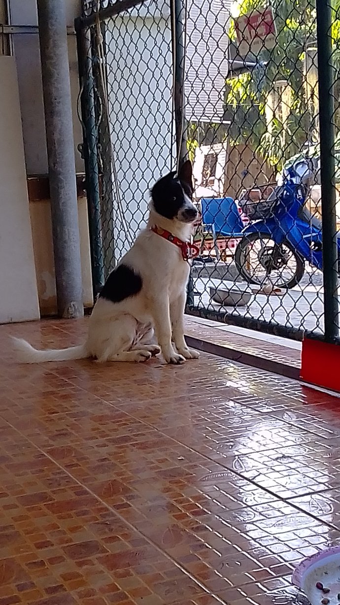 What is the name of your furry friend?