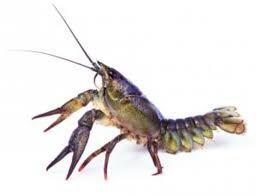 I have eaten Crawfish , we call them Crawdads here, and what does it taste like?
