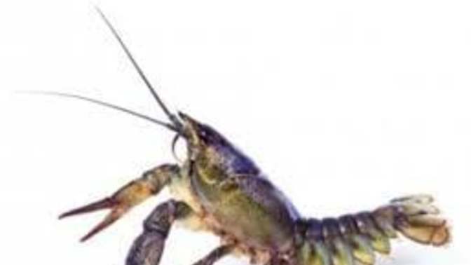 I have eaten Crawfish , we call them Crawdads here, and what does it taste like?