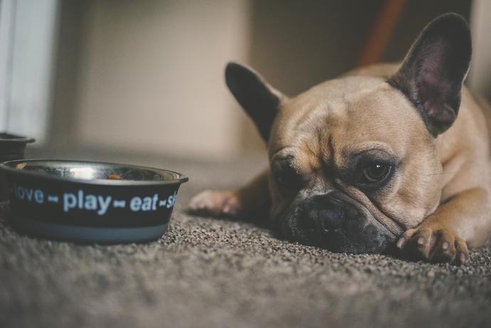 Are you a Dog or a Cat person?