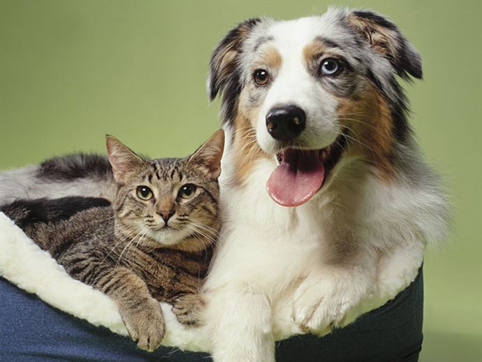 Are you a Dog or a Cat person?