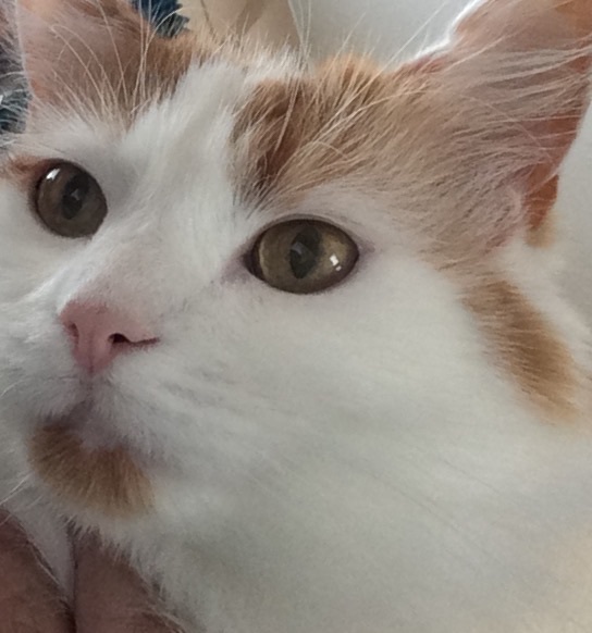 Are you a Dog or a Cat person?