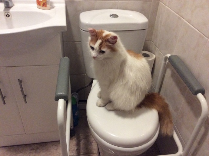 Are you a Dog or a Cat person?