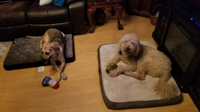 Are you a Dog or a Cat person?