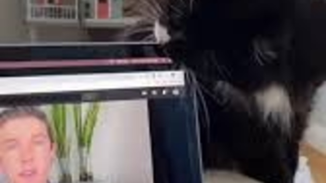 Why cats bites laptop screens?