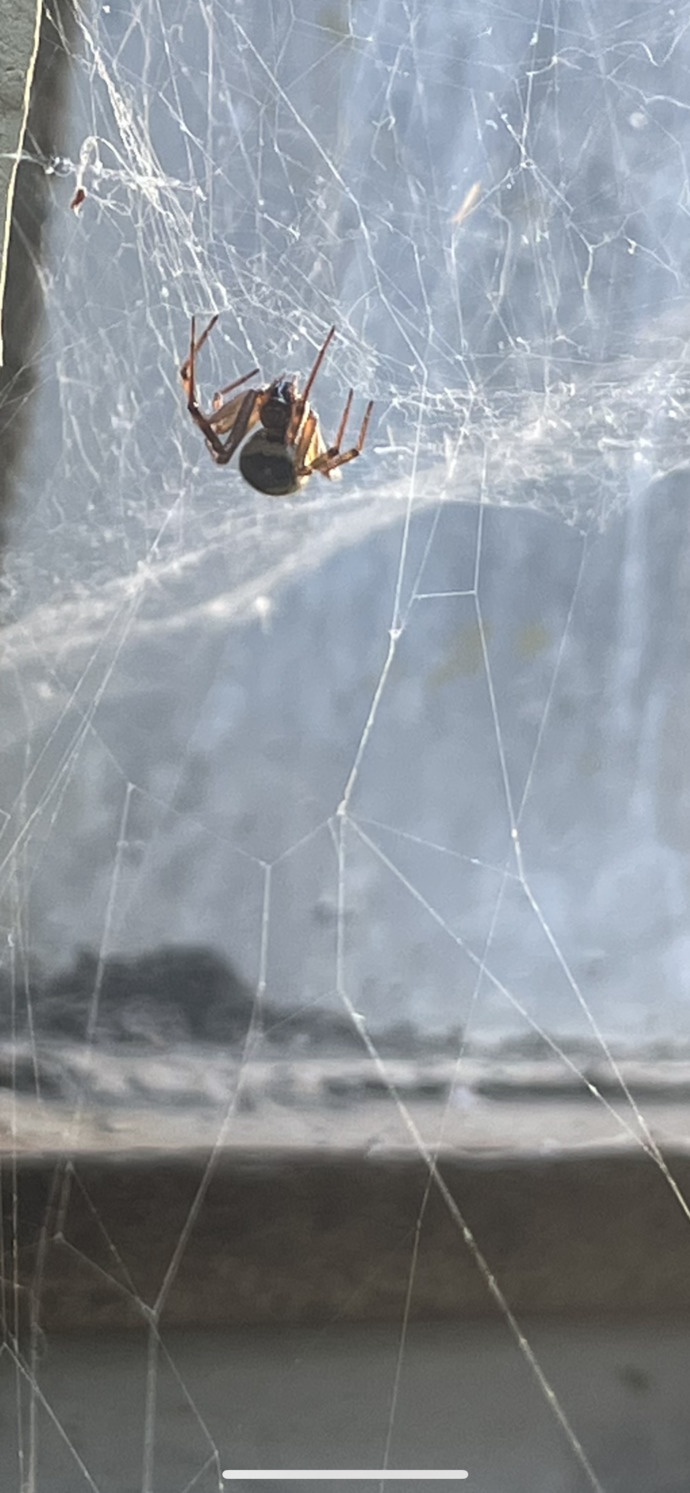 Is this spider dangerous ( pic )?