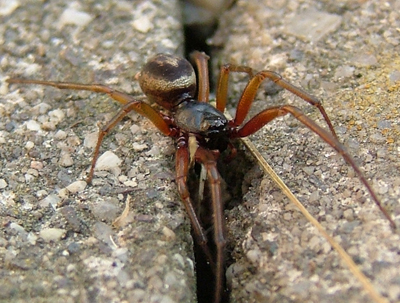 Is this spider dangerous ( pic )?