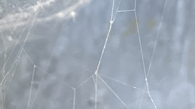 Is this spider dangerous ( pic )?