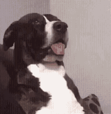 What is the funniest name that you can think of for a dog?