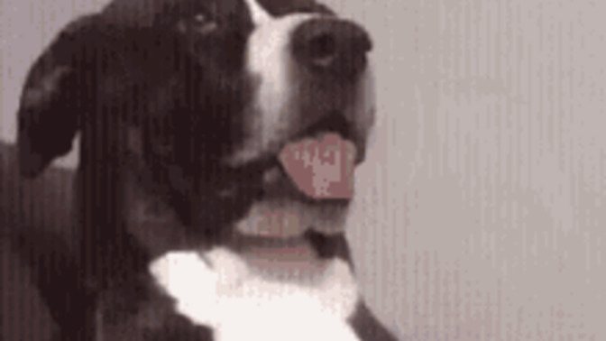 What is the funniest name that you can think of for a dog?
