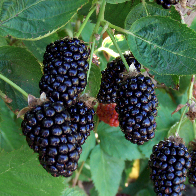 Marionberry a man made type of Blackberry