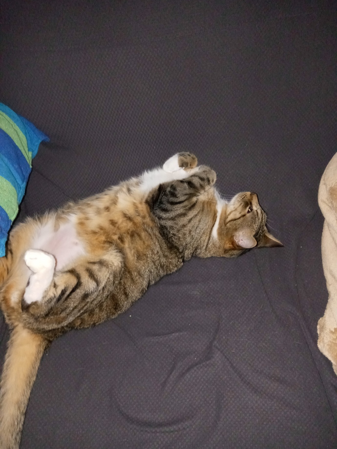 A photo of my cat
