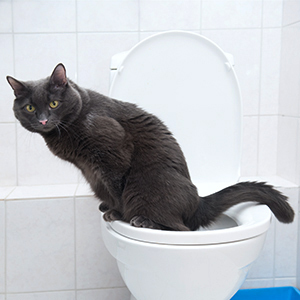 Why does coffee make you poop?