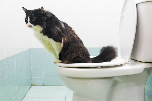 Why does coffee make you poop?