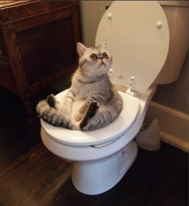 Why does coffee make you poop?