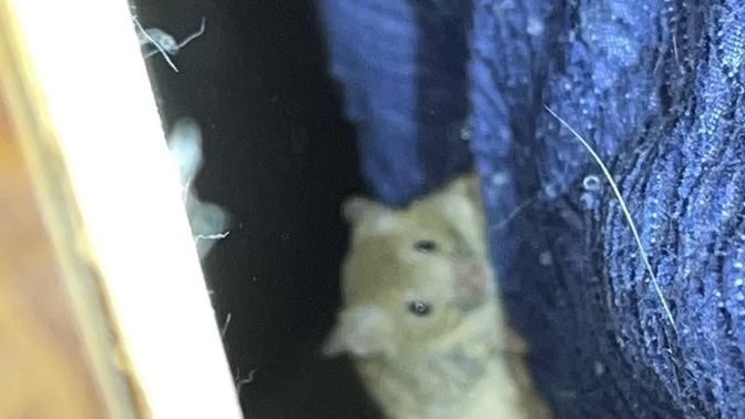 Would you let your cat eat the mouse? (Active situation) Help please?