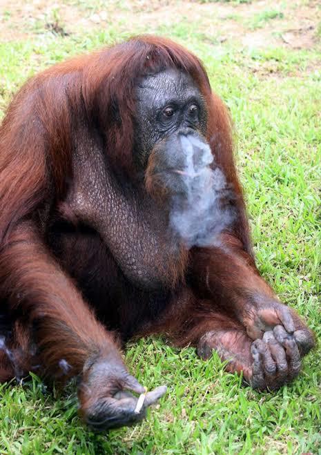 What do you think about our relatives?