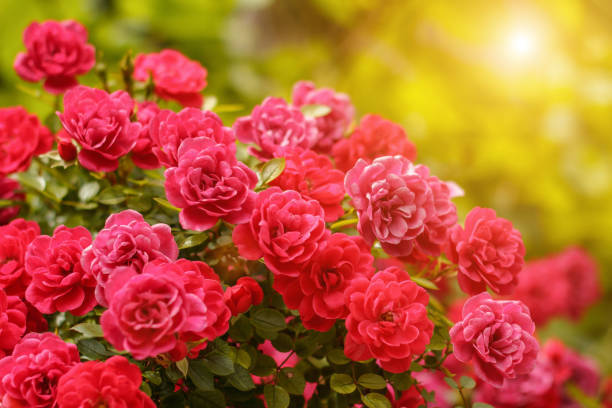 What’s your favorite flower 🌸 ?