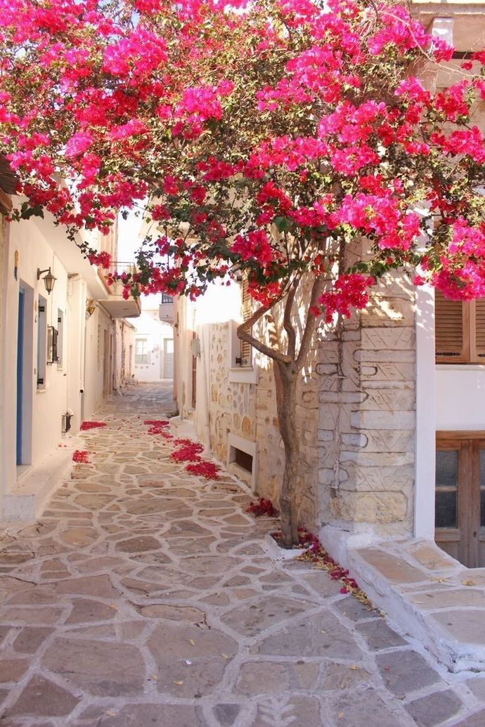 What’s your favorite flower 🌸 ?