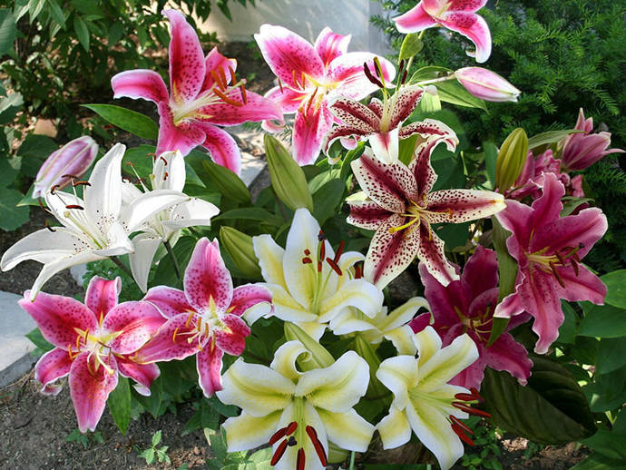 What’s your favorite flower 🌸 ?