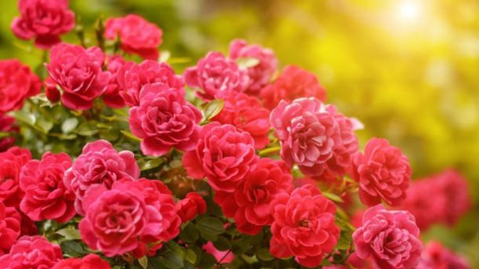 What’s your favorite flower 🌸 ?