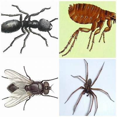 What house pest (mice, bed bugs, roaches, ants, spiders, etc.) do you hate the most & why?