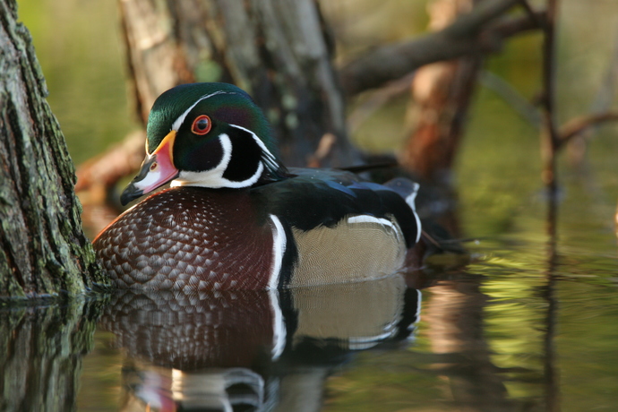 What do you think of ducks?