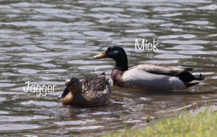 What do you think of ducks?